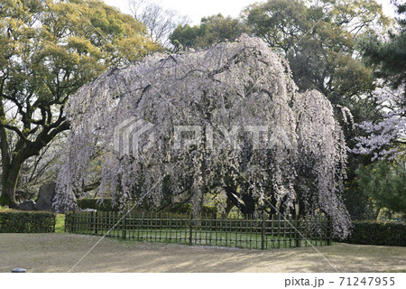 京都御苑　出水の枝垂れ桜 71247955
