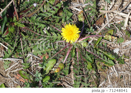 カントウタンポポの花 カントウタンポポの花 71248041
