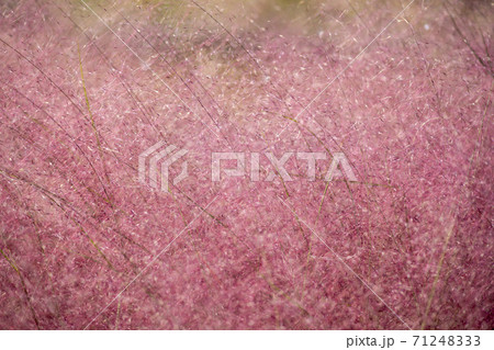 植物 ピンク 秋 71248333
