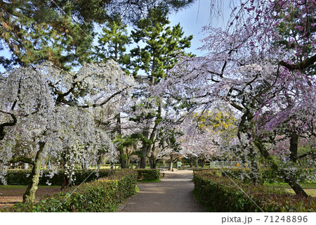 京都御苑 近衛邸跡 枝垂れ桜 京都御苑 近衛邸跡 枝垂れ桜 71248896