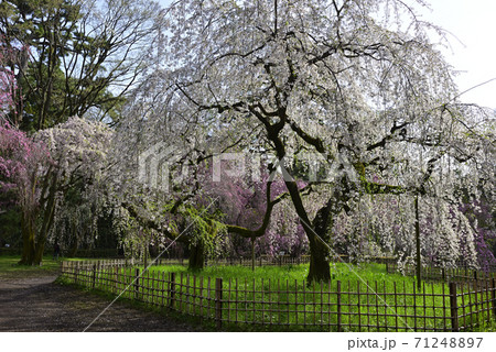 京都御苑 近衛邸跡 枝垂れ桜 京都御苑 近衛邸跡 枝垂れ桜 71248897