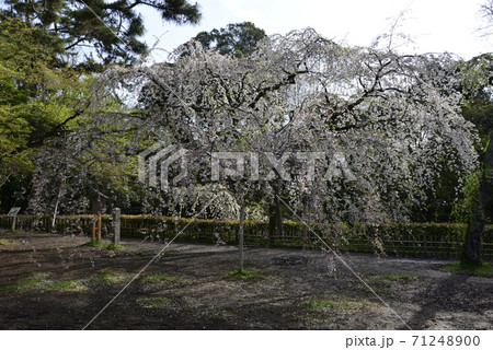 京都御苑 近衛邸跡 枝垂れ桜 京都御苑 近衛邸跡 枝垂れ桜 71248900