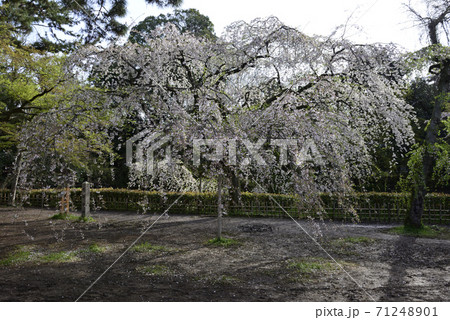 京都御苑　近衛邸跡　枝垂れ桜 71248901