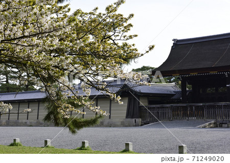 京都御苑　建礼門と桜 71249020