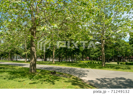 公園風景 公園風景 71249132
