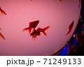 金魚 71249133