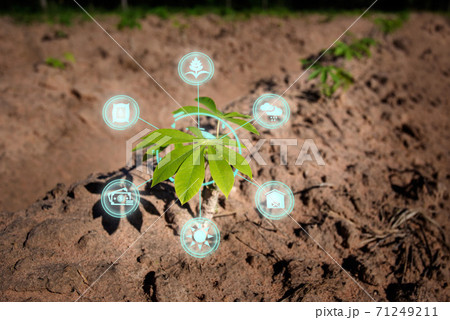 Growing young cassava seedling in cultivated agricultural farm field with modern technology concepts. 71249211