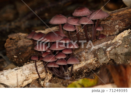 自然　茸　チシオタケ、放射状の条線と縁にフリンジを持つ傘。傷つけると赤い汁が染み出るので『血潮茸』 71249395