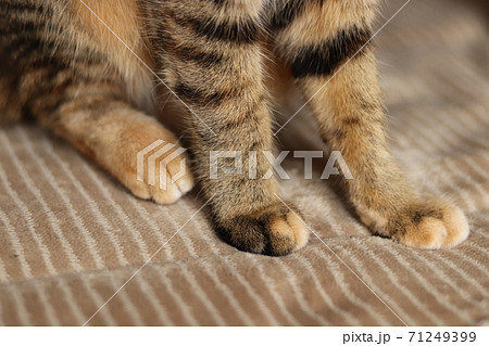 カーペットに座っている猫の足の写真素材 [71249399] - PIXTA