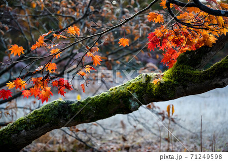 天生湿原の紅葉 71249598