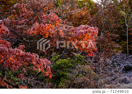 天生湿原の紅葉 天生湿原の紅葉 71249610