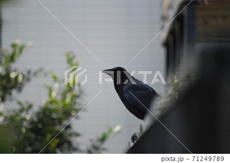 カラス 71249789