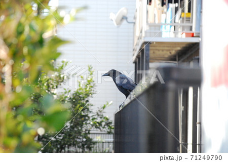 カラス 71249790