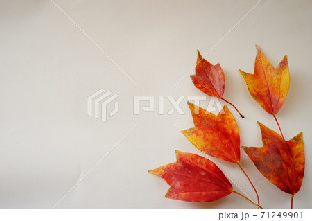 紅葉 かえで 落ち葉 葉 5枚 空白 白バックの写真素材 [71249901] - PIXTA