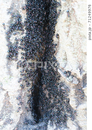 トゲアリ（コロニー） 71249976