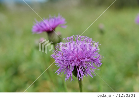 タムラソウの花 71250201