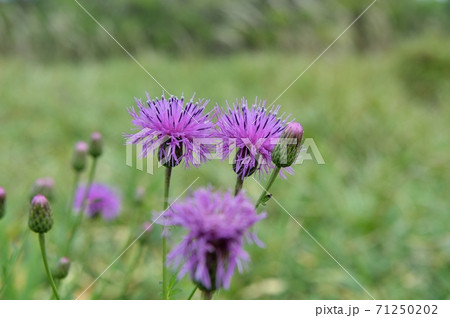 タムラソウの花 タムラソウの花 71250202