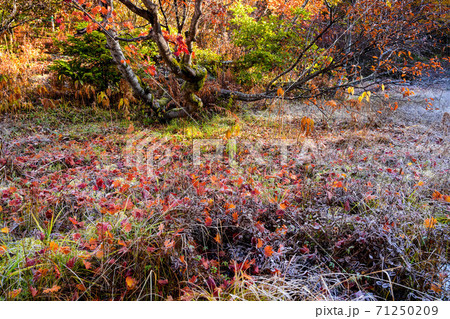 天生湿原の紅葉 71250209