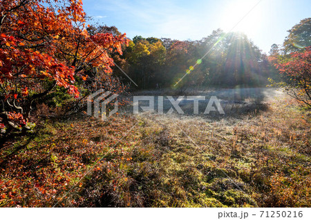 天生湿原の紅葉 天生湿原の紅葉 71250216