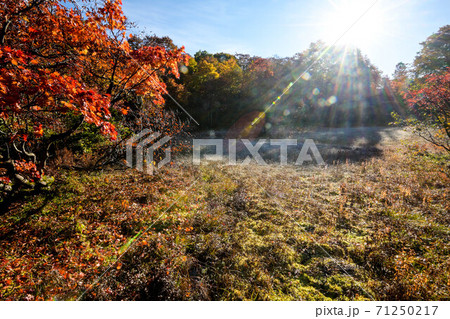 天生湿原の紅葉 天生湿原の紅葉 71250217