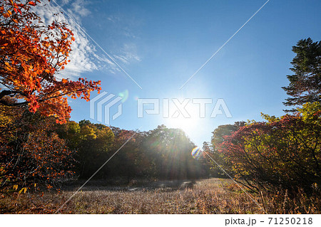 天生湿原の紅葉 天生湿原の紅葉 71250218