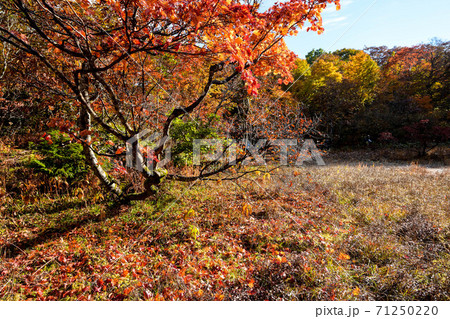 天生湿原の紅葉 天生湿原の紅葉 71250220