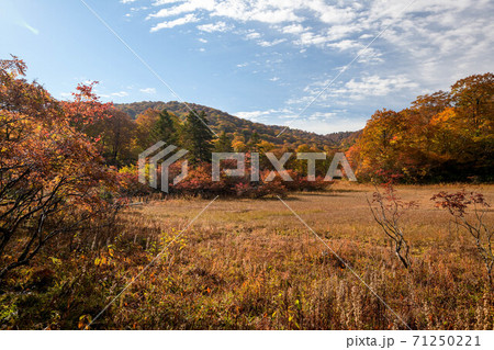 天生湿原の紅葉 天生湿原の紅葉 71250221