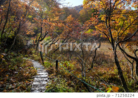 天生湿原の紅葉 天生湿原の紅葉 71250224