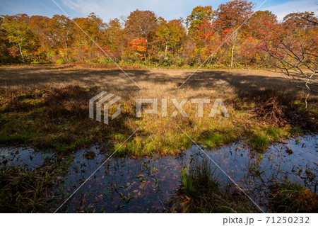 天生湿原の紅葉 天生湿原の紅葉 71250232