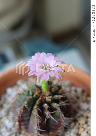ピンク色のサボテンの花の写真素材