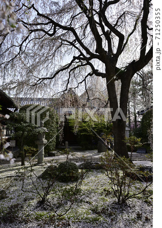 本満寺 枝垂れ糸桜 本満寺 枝垂れ糸桜 71250355
