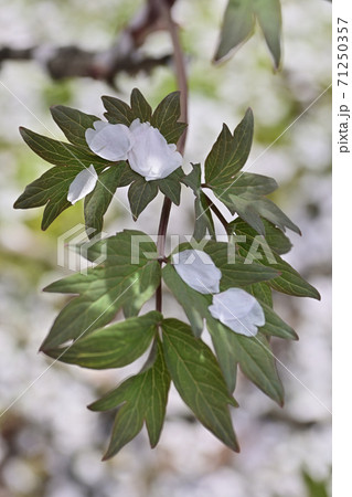 本満寺 枝垂れ糸桜 本満寺 枝垂れ糸桜 71250357