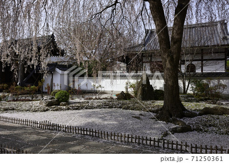 本満寺　枝垂れ糸桜 71250361