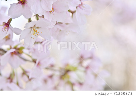 本満寺　枝垂れ糸桜 71250373
