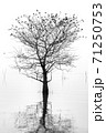 The dead tree in the middle of the lake was dead without leaves, leaving only branches to let the birds rest for a while. 71250753