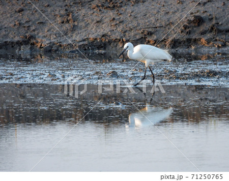 Heron, Bittern, Egret hunting fish from the canal Heron, Bittern, Egret hunting fish from the canal 71250765