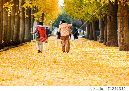 麻布大学のイチョウ並木・神奈川、日本 麻布大学のイチョウ並木・神奈川、日本 71251352