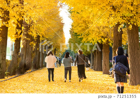麻布大学のイチョウ並木・神奈川、日本 麻布大学のイチョウ並木・神奈川、日本 71251355