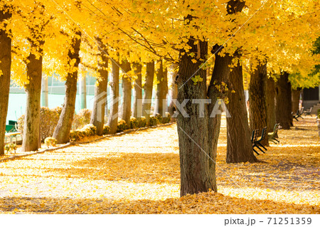 麻布大学のイチョウ並木・神奈川、日本 麻布大学のイチョウ並木・神奈川、日本 71251359