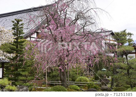 天寧寺　紅枝垂れ糸桜 71251385