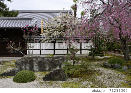 天寧寺　紅枝垂れ糸桜 71251393