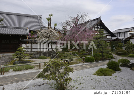 天寧寺　紅枝垂れ糸桜 71251394
