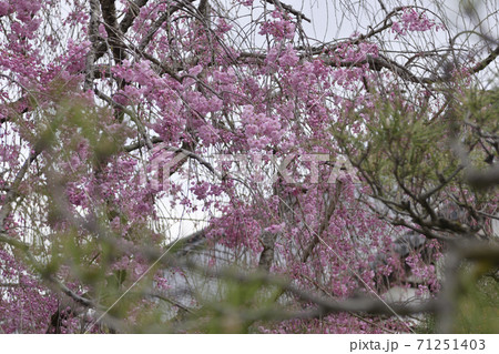 天寧寺　紅枝垂れ糸桜 71251403