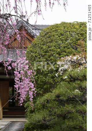 天寧寺　紅枝垂れ糸桜 71251405