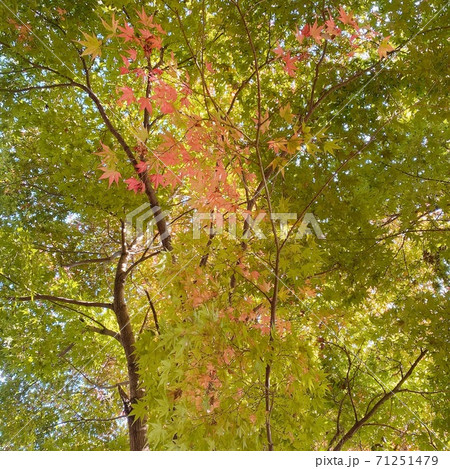 秋の景色もみじの紅葉 秋の景色もみじの紅葉 71251479