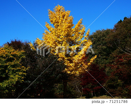 花園渓谷の紅葉したイチョウの写真素材