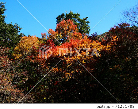 花園渓谷の紅葉の写真素材