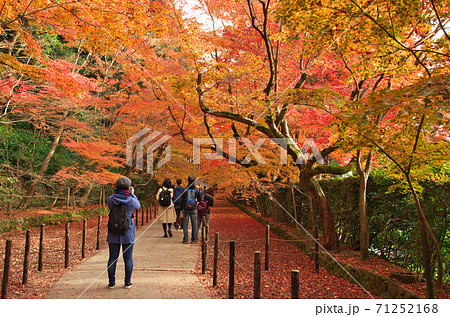 京都光明寺の紅葉 71252168