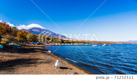 山梨県 秋の富士山 山中湖紅葉まつり 旭日丘湖畔緑地公園 湖畔から見る富士山 山梨県 秋の富士山 山中湖紅葉まつり 旭日丘湖畔緑地公園 湖畔から見る富士山 71252511