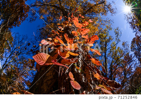 籾糠山の紅葉 71252846